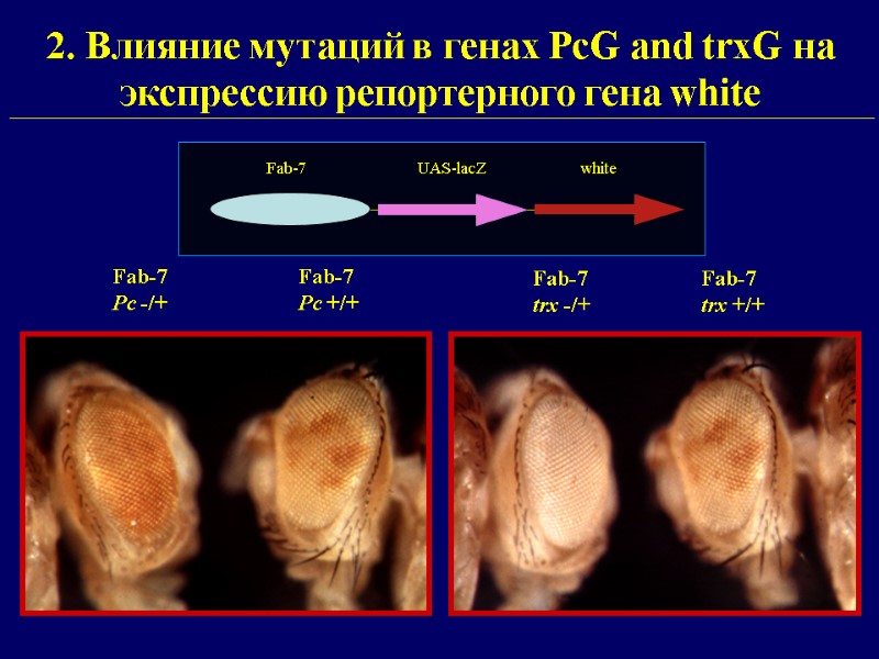 2. Влияние мутаций в генах PcG and trxG на экспрессию репортерного гена white 